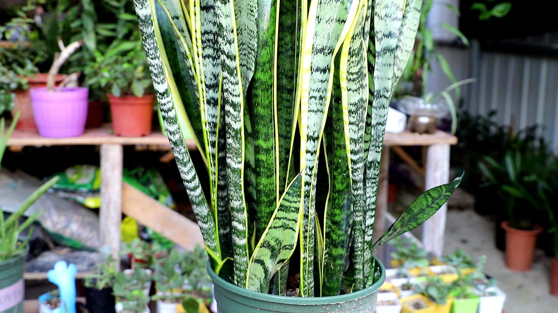 3金边虎皮兰繁殖,留住金边用1秘法,配合1物3周生根