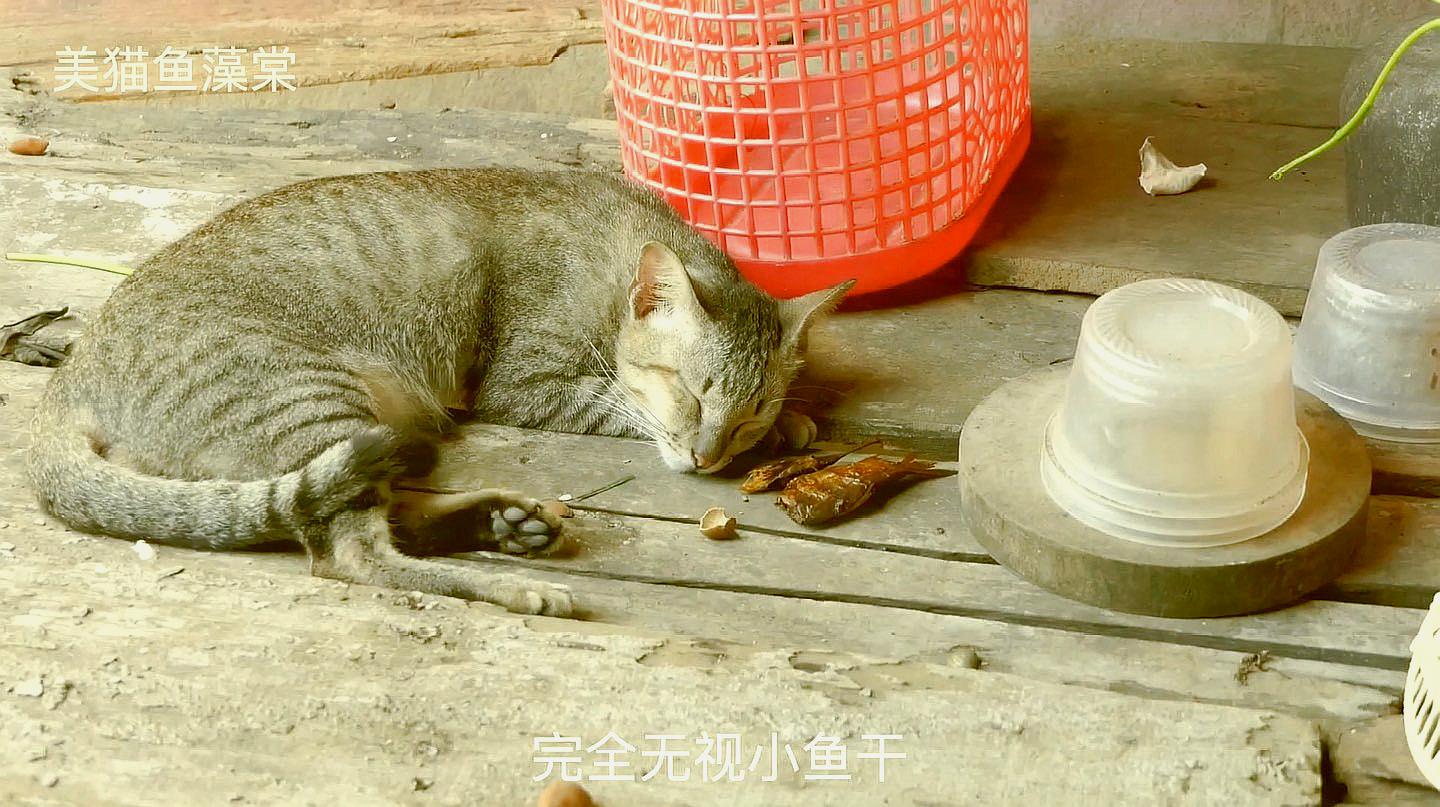 流浪猫又饿又困,吃东西吃着吃着睡着了,把小鱼干放跟前都不醒