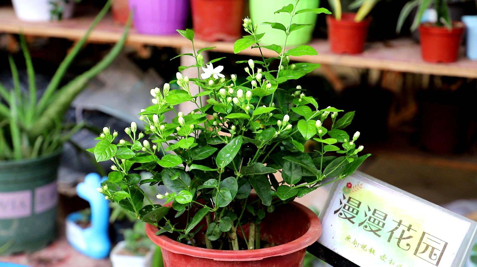 茉莉花的养殖方法与技巧(茉莉花的养殖方法与技巧视频教程)