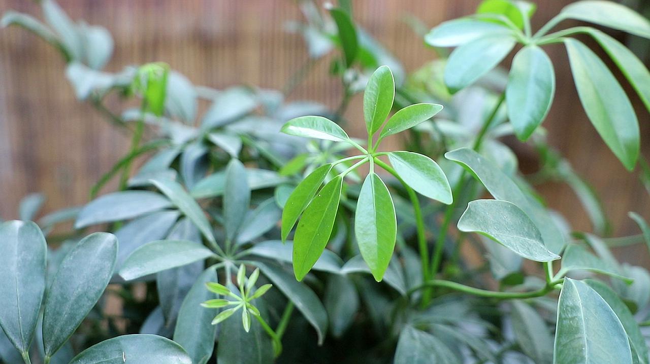 鴨掌木怎麼養護?