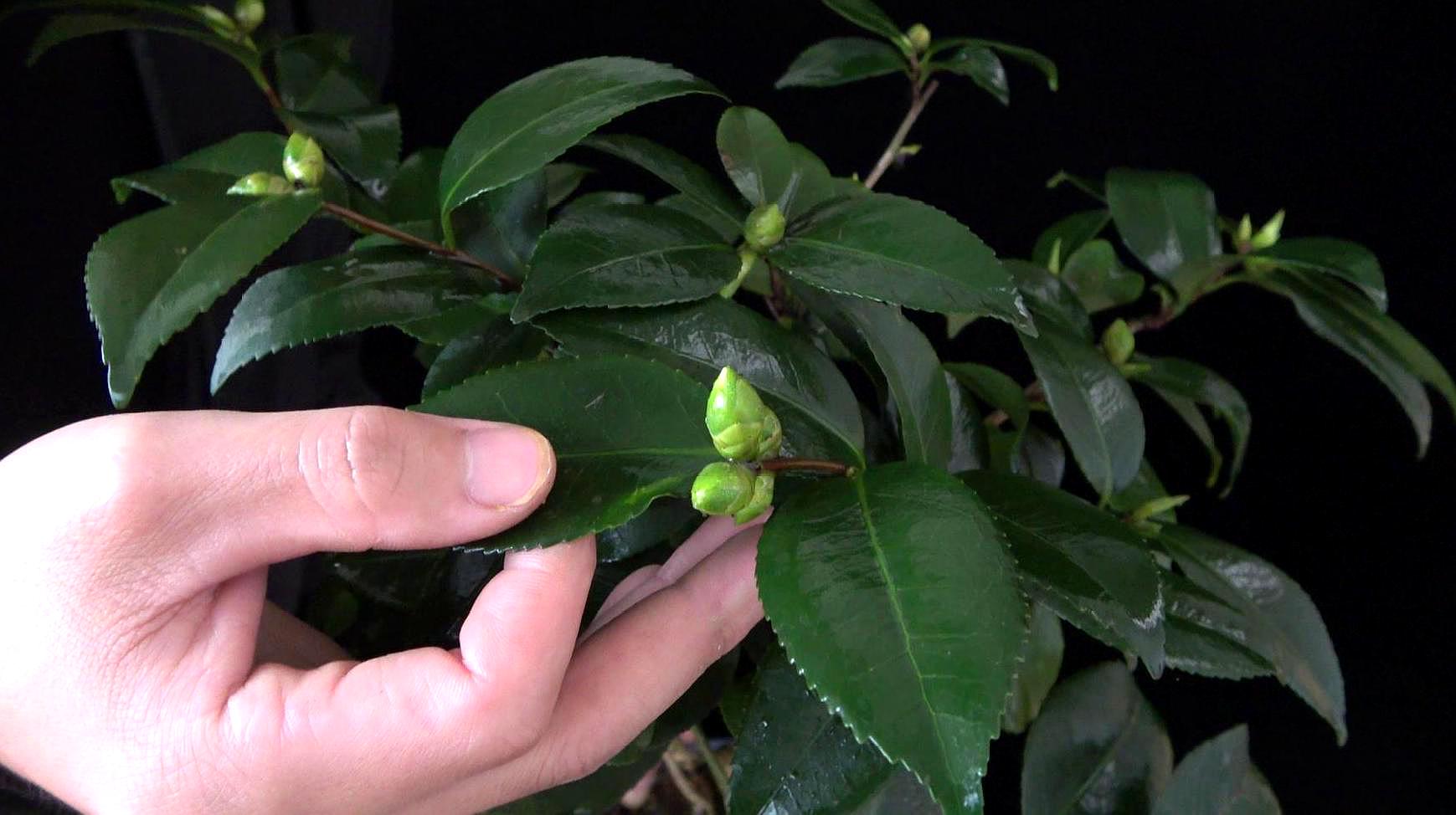 茶花刚长的花苞图片图片