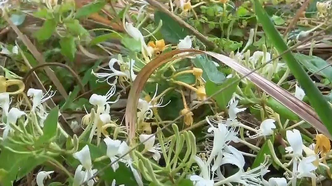 金银花种植效益(金银花种植效益如何)