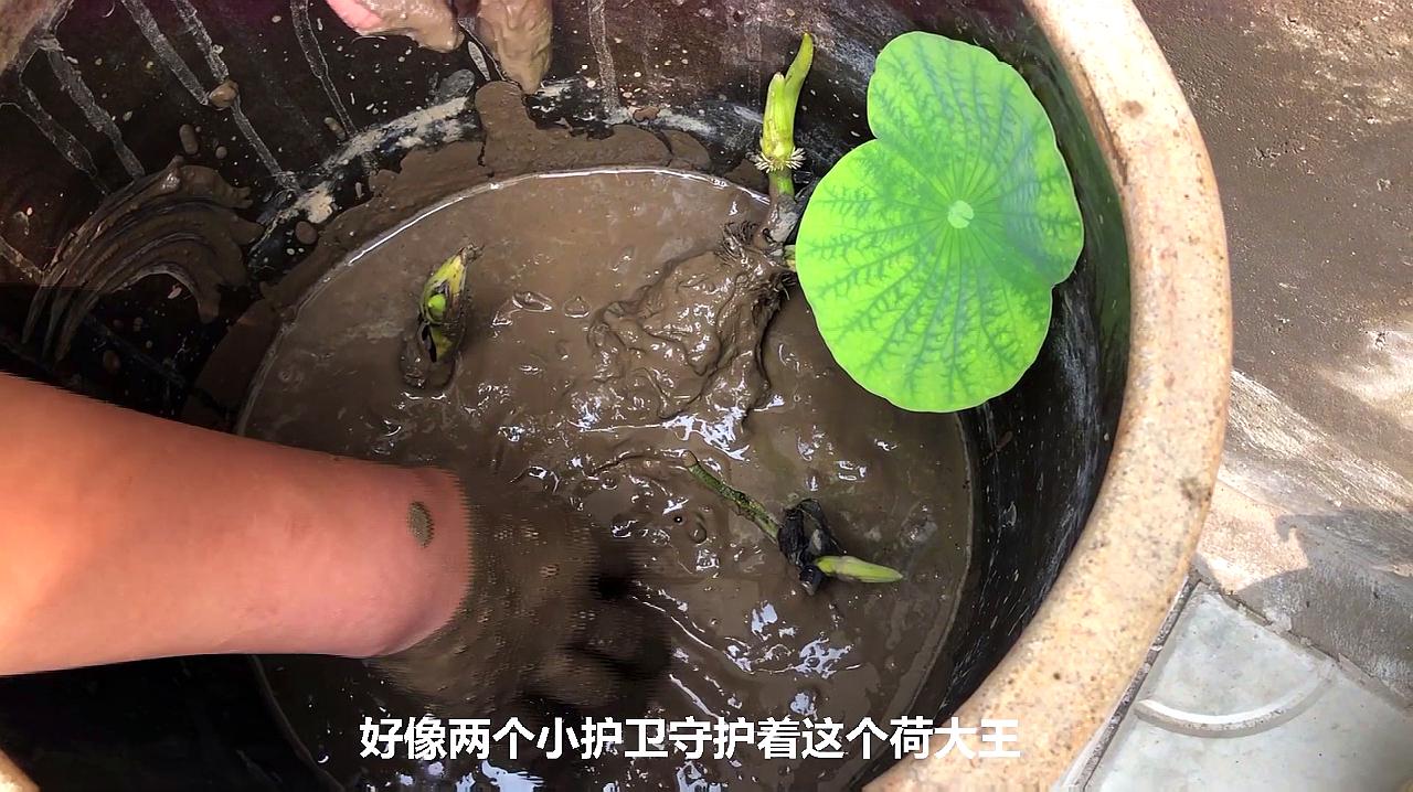 水缸莲藕种植方法图片图片