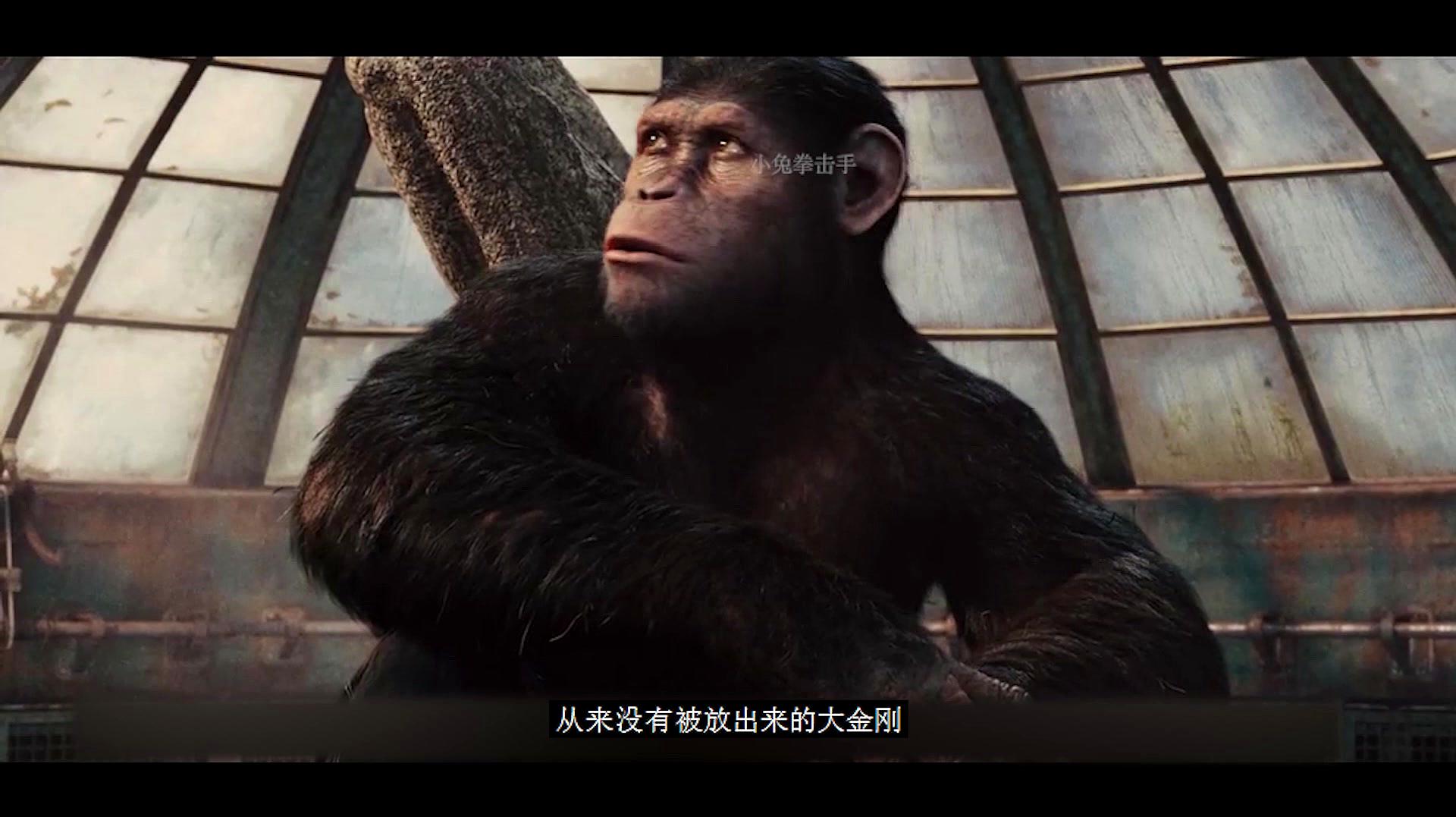 讲猩猩的电影有哪些（推荐八部关于猩猩的经典科幻大片） | 刀哥爱八卦