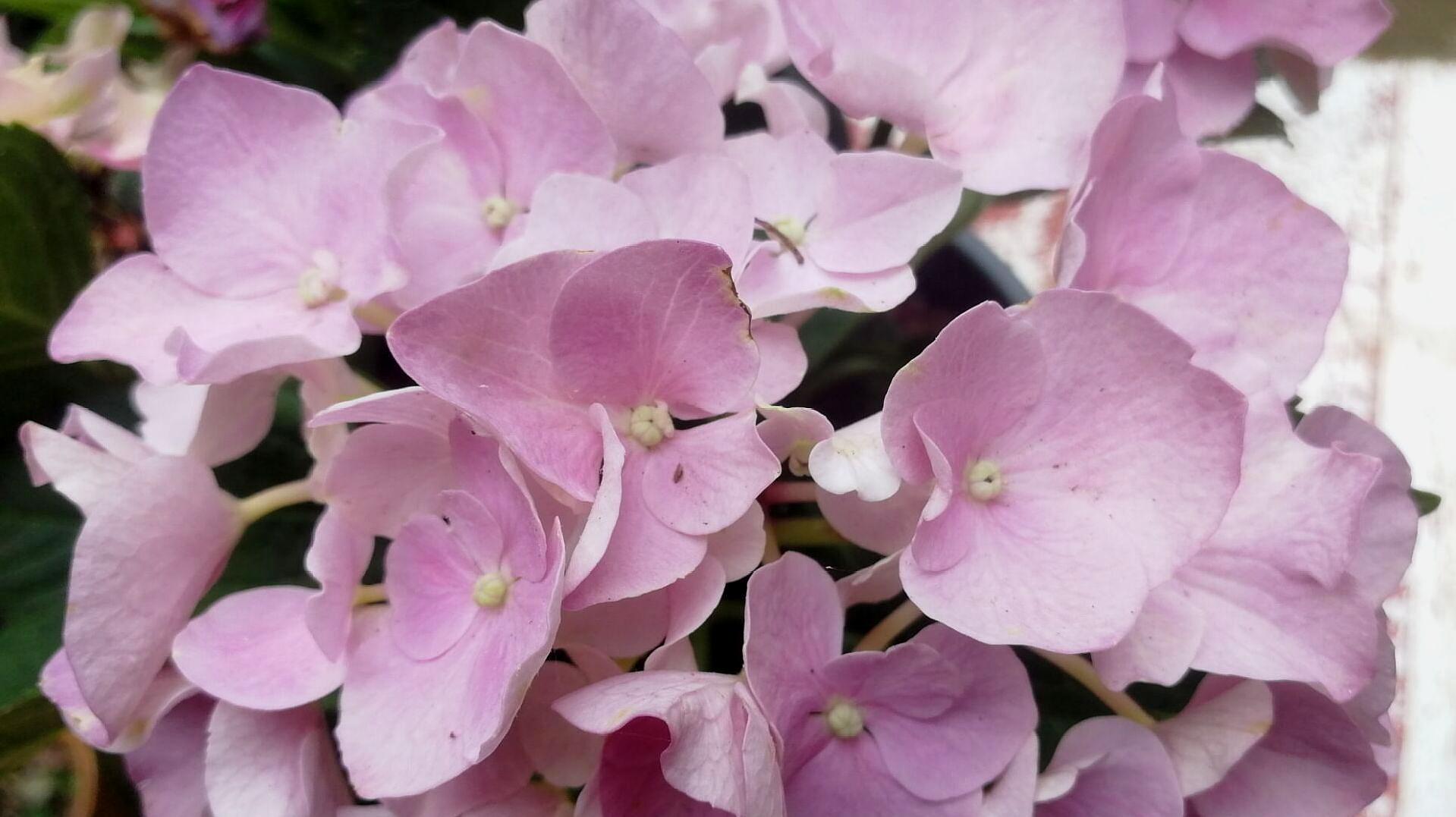 澆水時加點它,花開飽滿