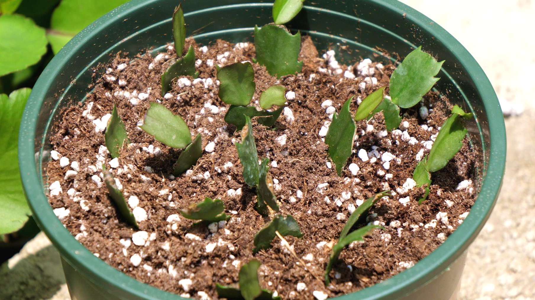 1蟹爪兰栽种:首先配制好疏松透气的土壤,将其装入花盆中,添加发酵好的