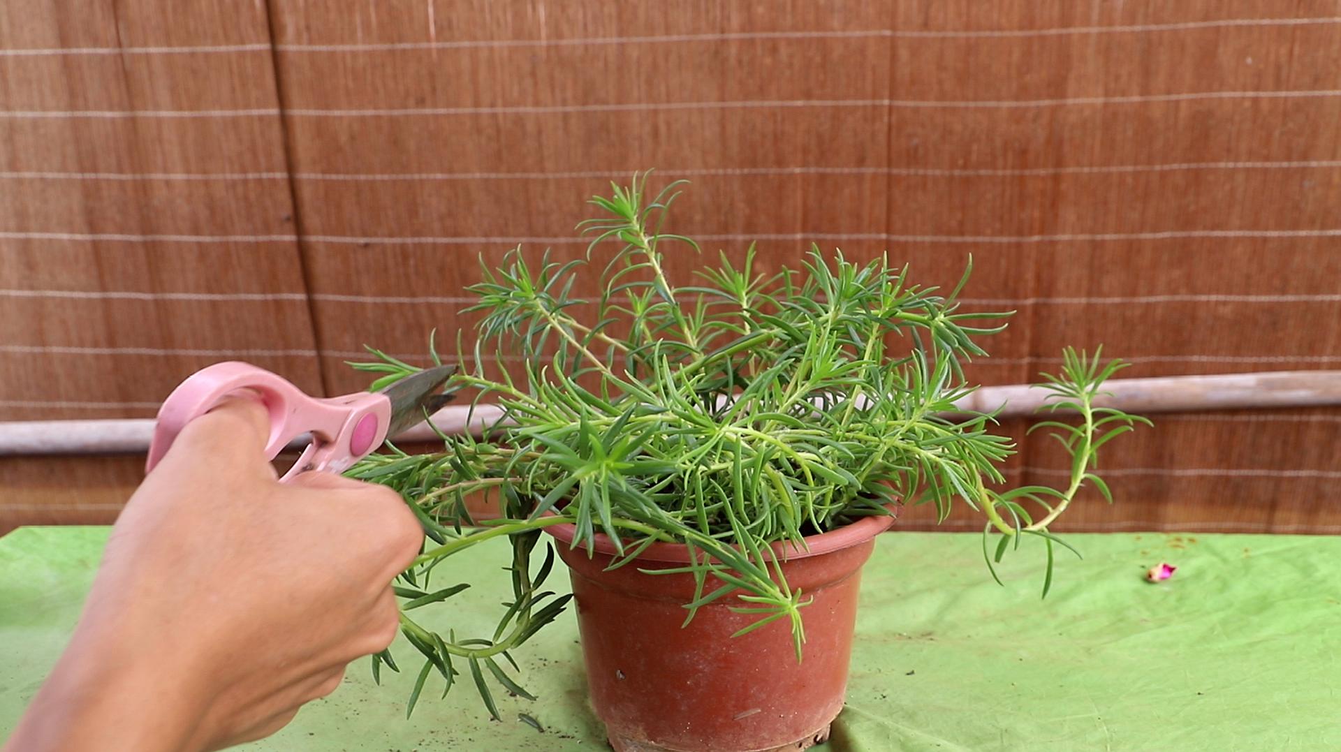 太陽花怎麼養