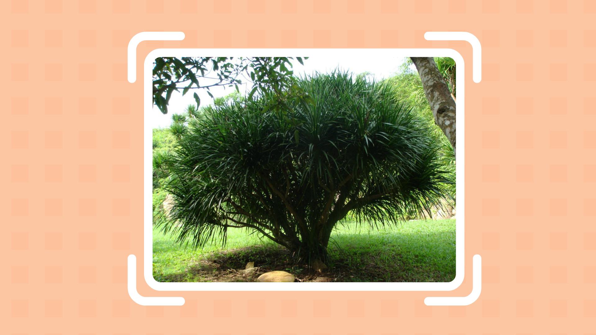 一分钟了解麒麟竭