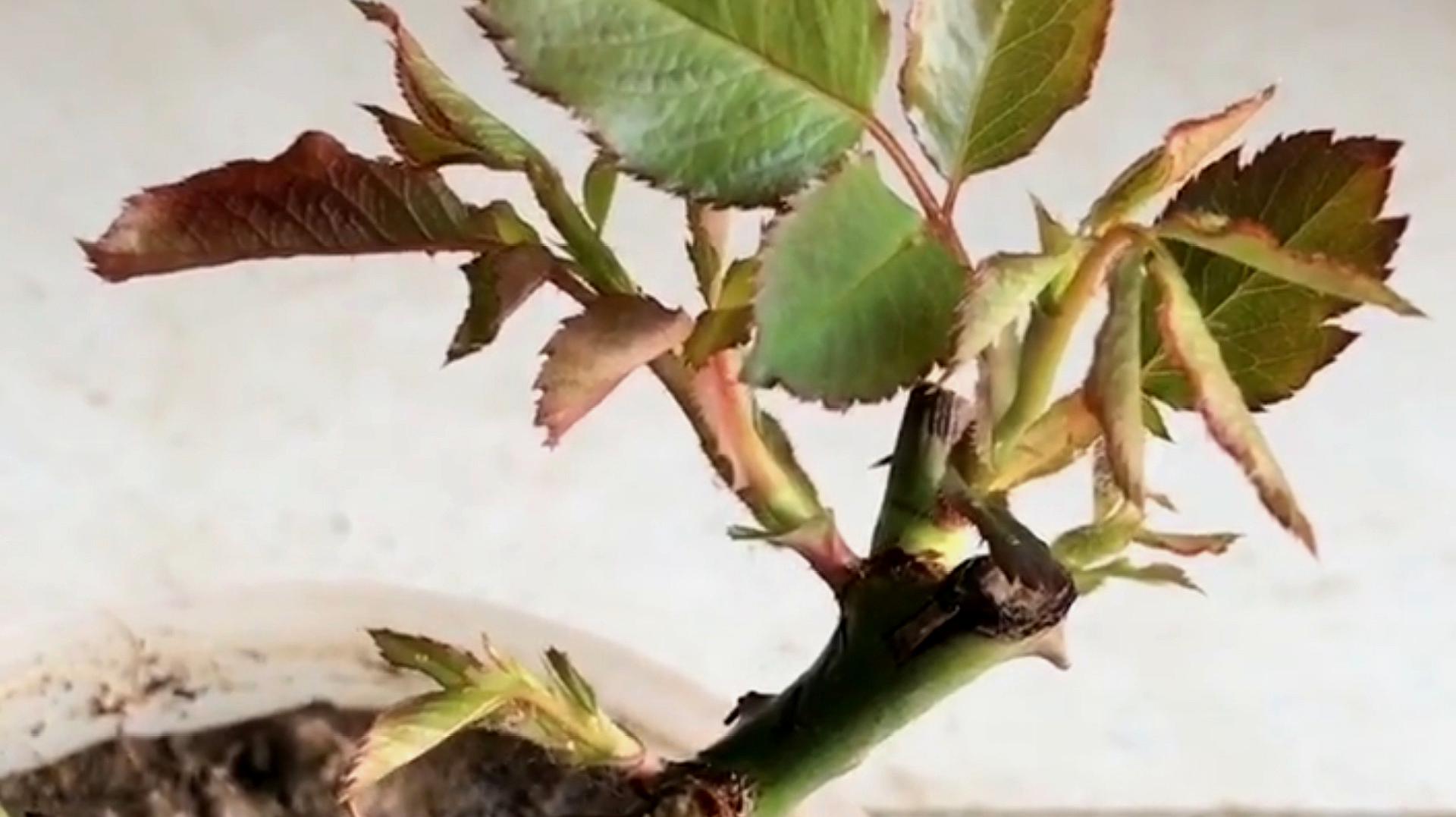 2月季花養護:養護月季花,要施加足夠的底肥,保證營養充足,適當打頂