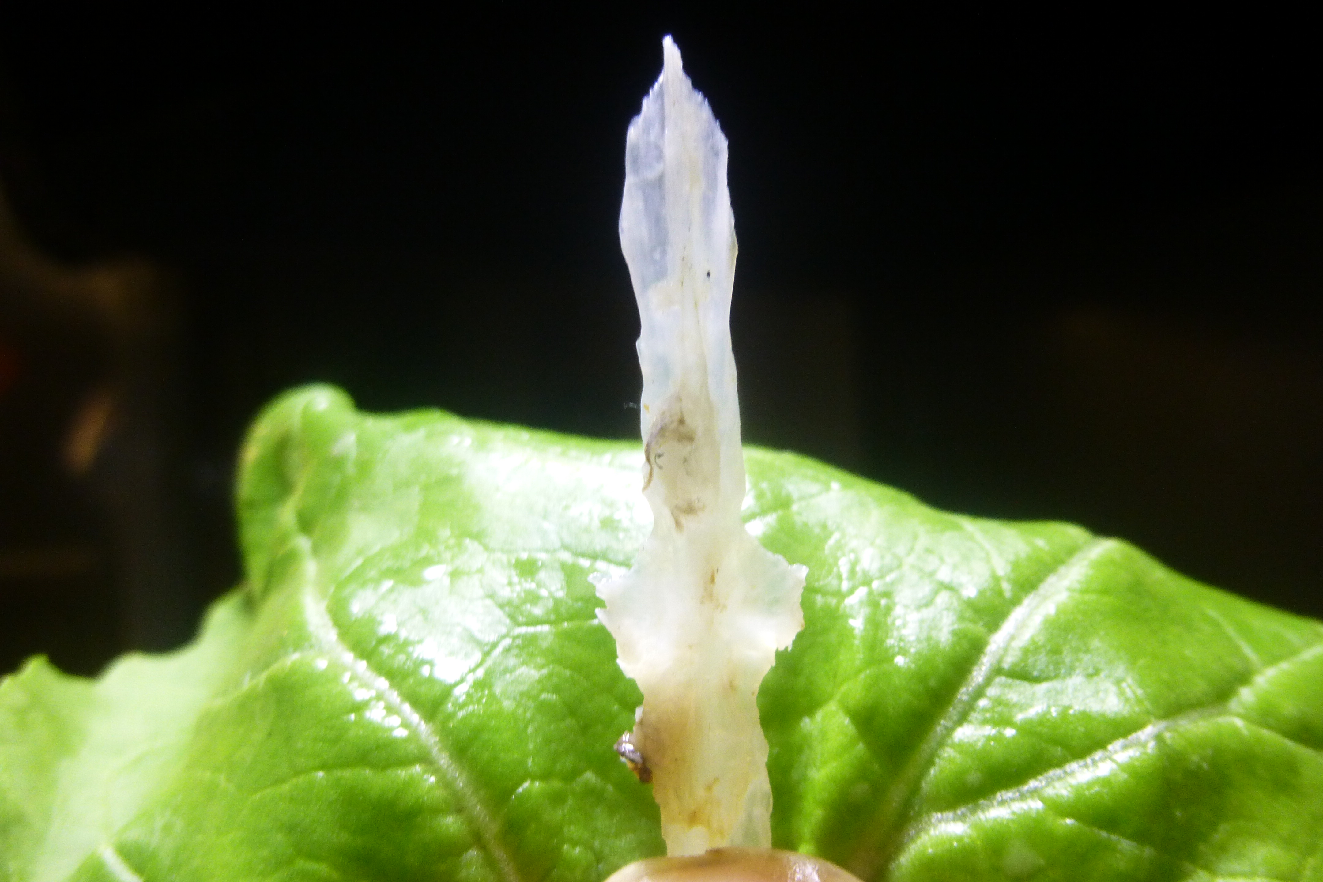 这"宝剑"只有雅鱼的头部才有,看看如何烹制这名贵冷水鱼