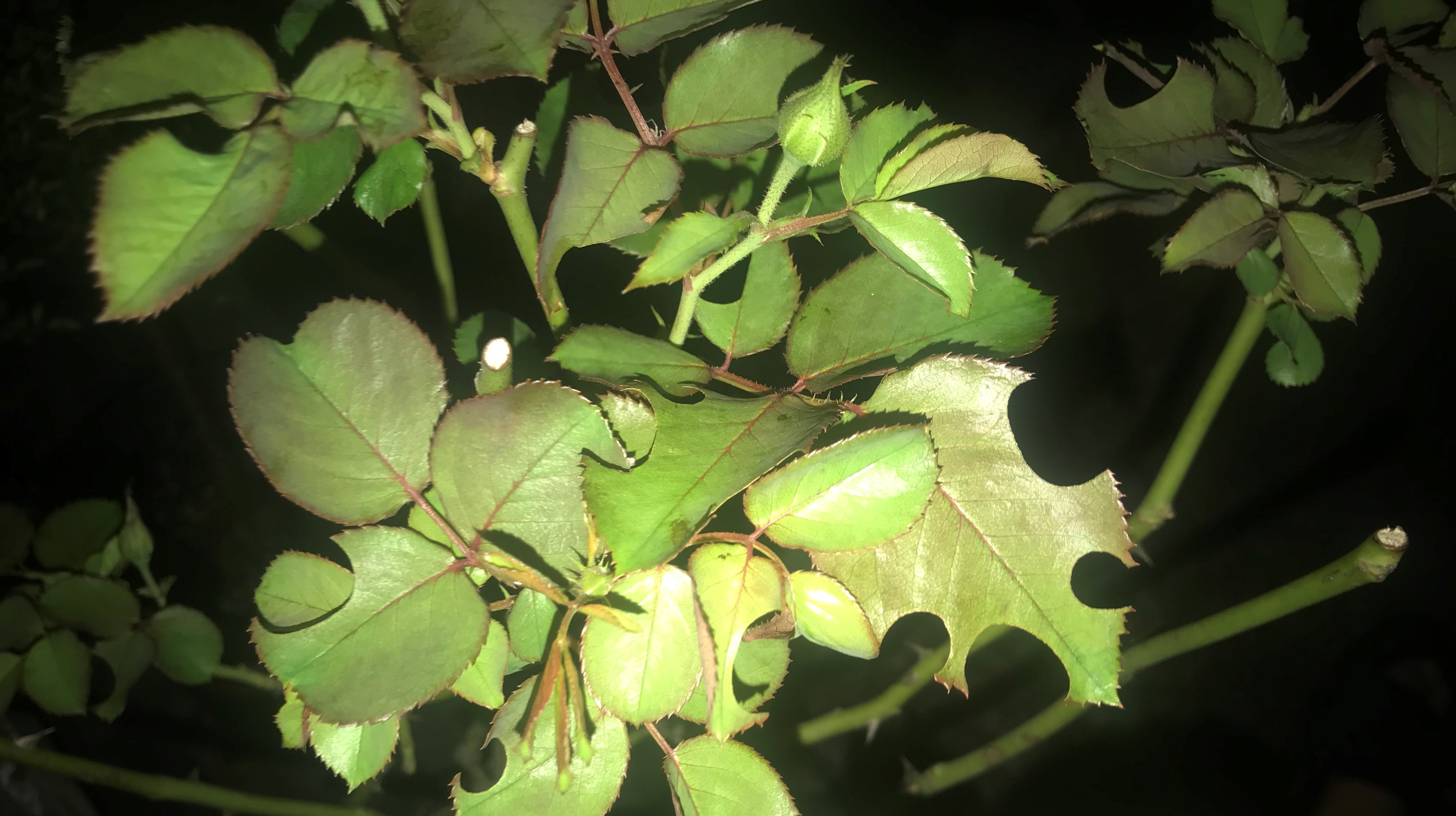 月季叶片到底能不能浇水