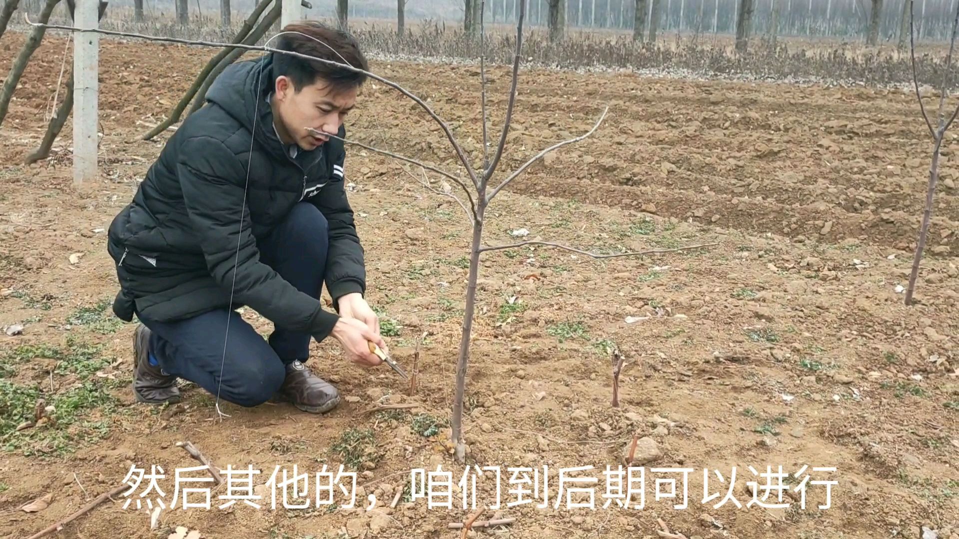 盆栽苹果树怎么剪枝图片