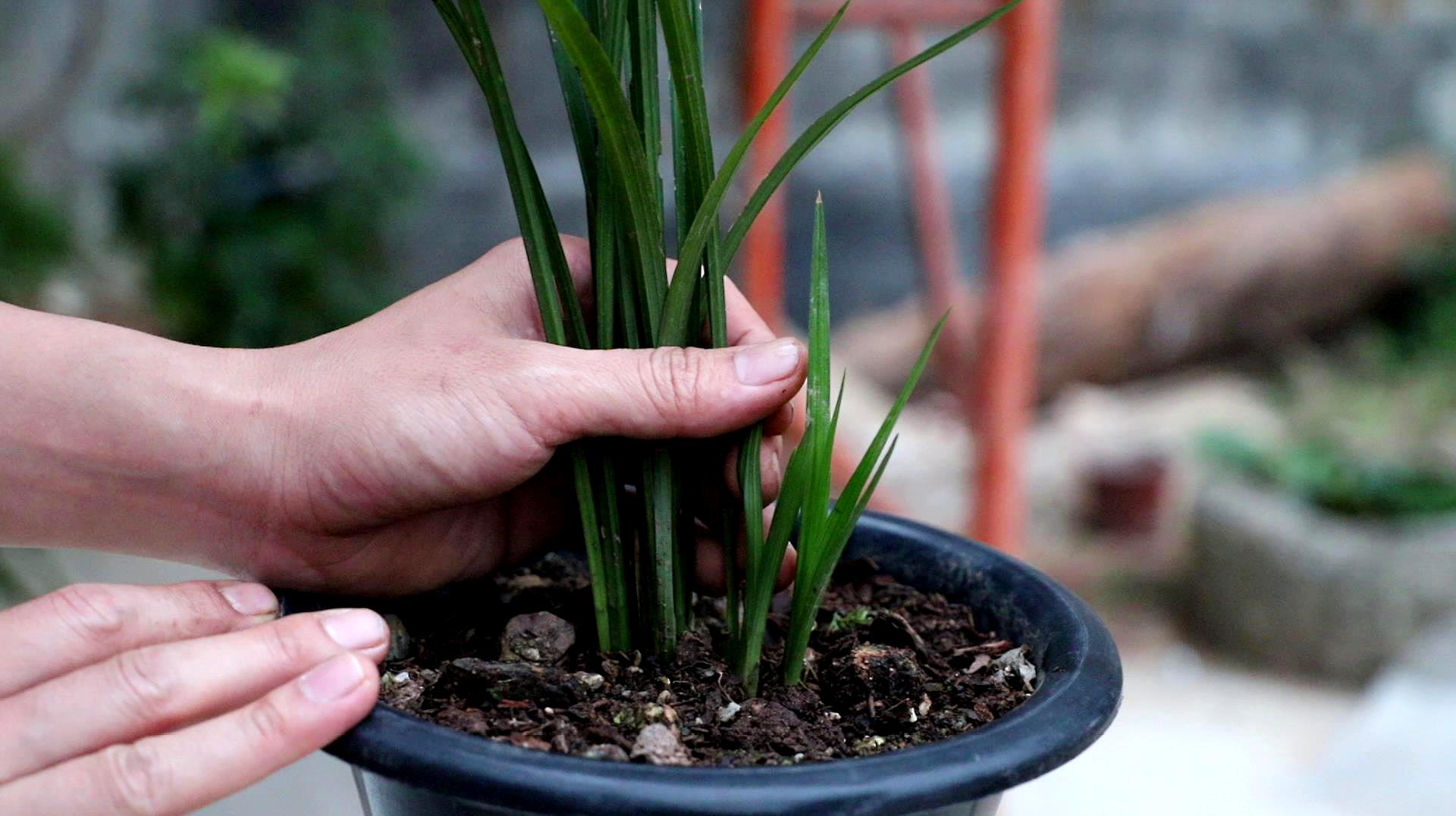 野生兰花的种植方法和技巧(野生兰花的种植方法和技巧视频)