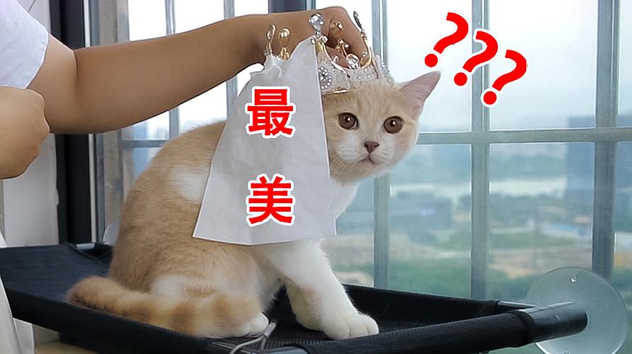 詹詹家小剧场02:给猫咪铲屎一年,我是如何慢慢失去嗅觉的?