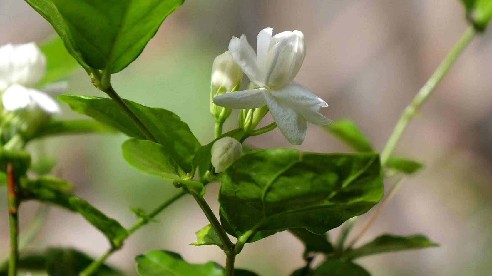 2茉莉花养护:想要茉莉花开花又大又多,首先光照要充足,其次浇水要遵循