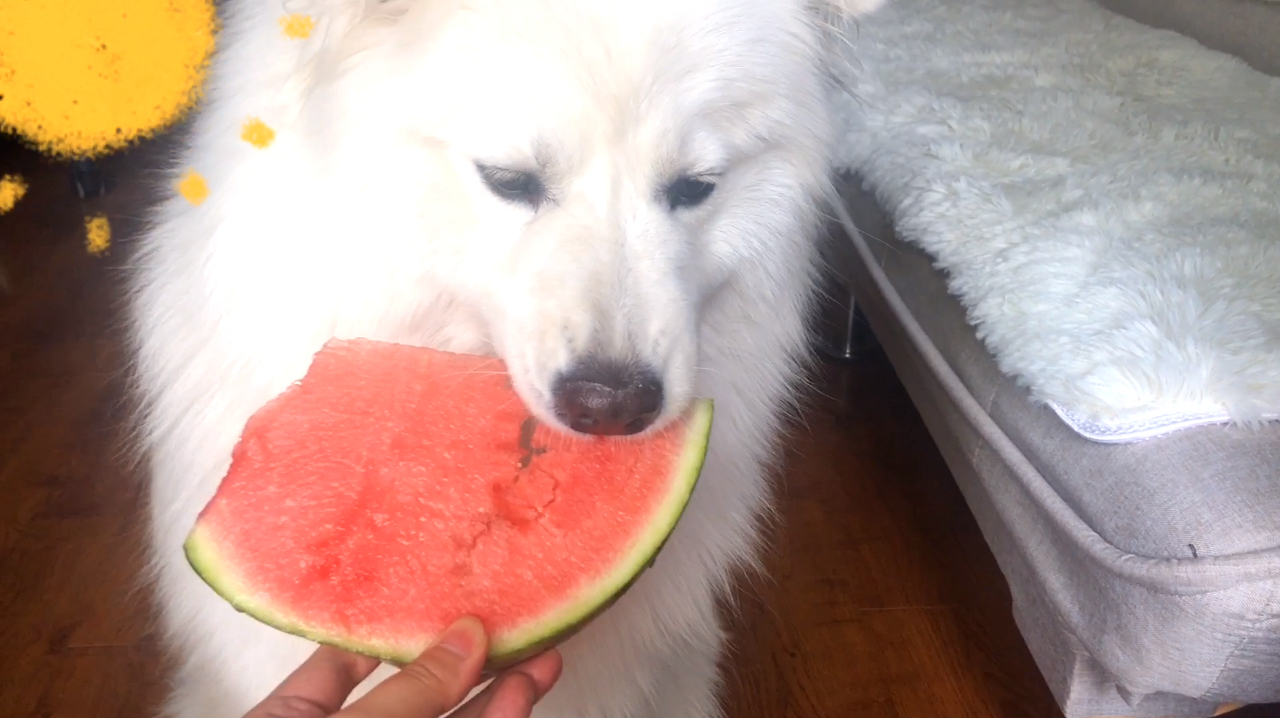 看小米米吃东西太享受了  02:50  来源:好看视频-萨摩耶吃冰棒