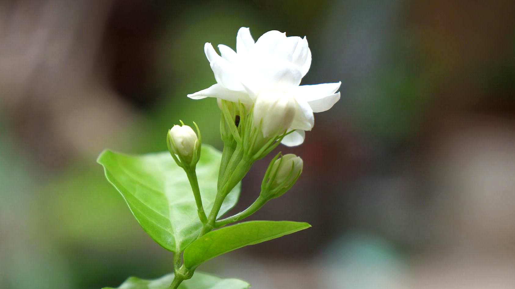 茉莉花长什么样子图片