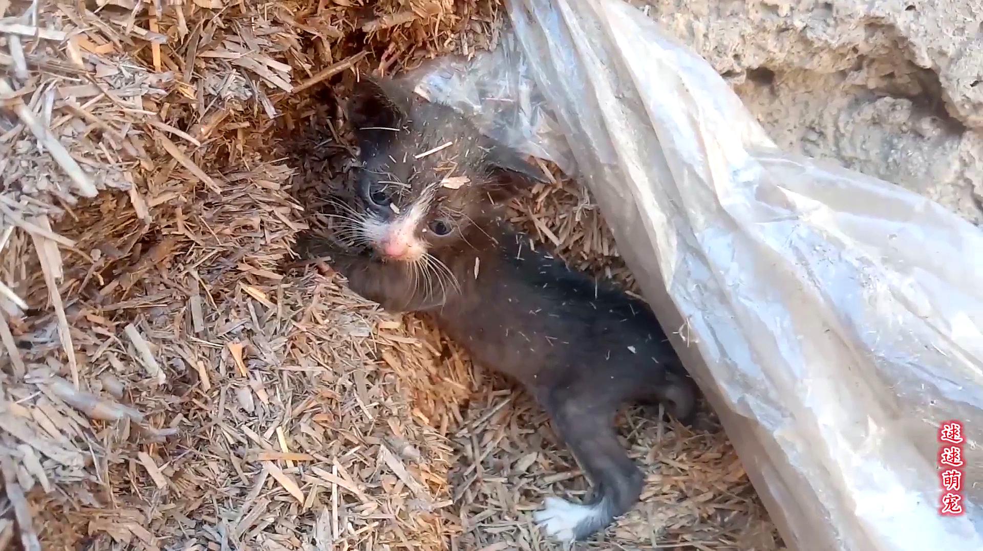 小麦场发现被遗弃的小猫,看样子刚出生不久,抛弃它的人心好狠