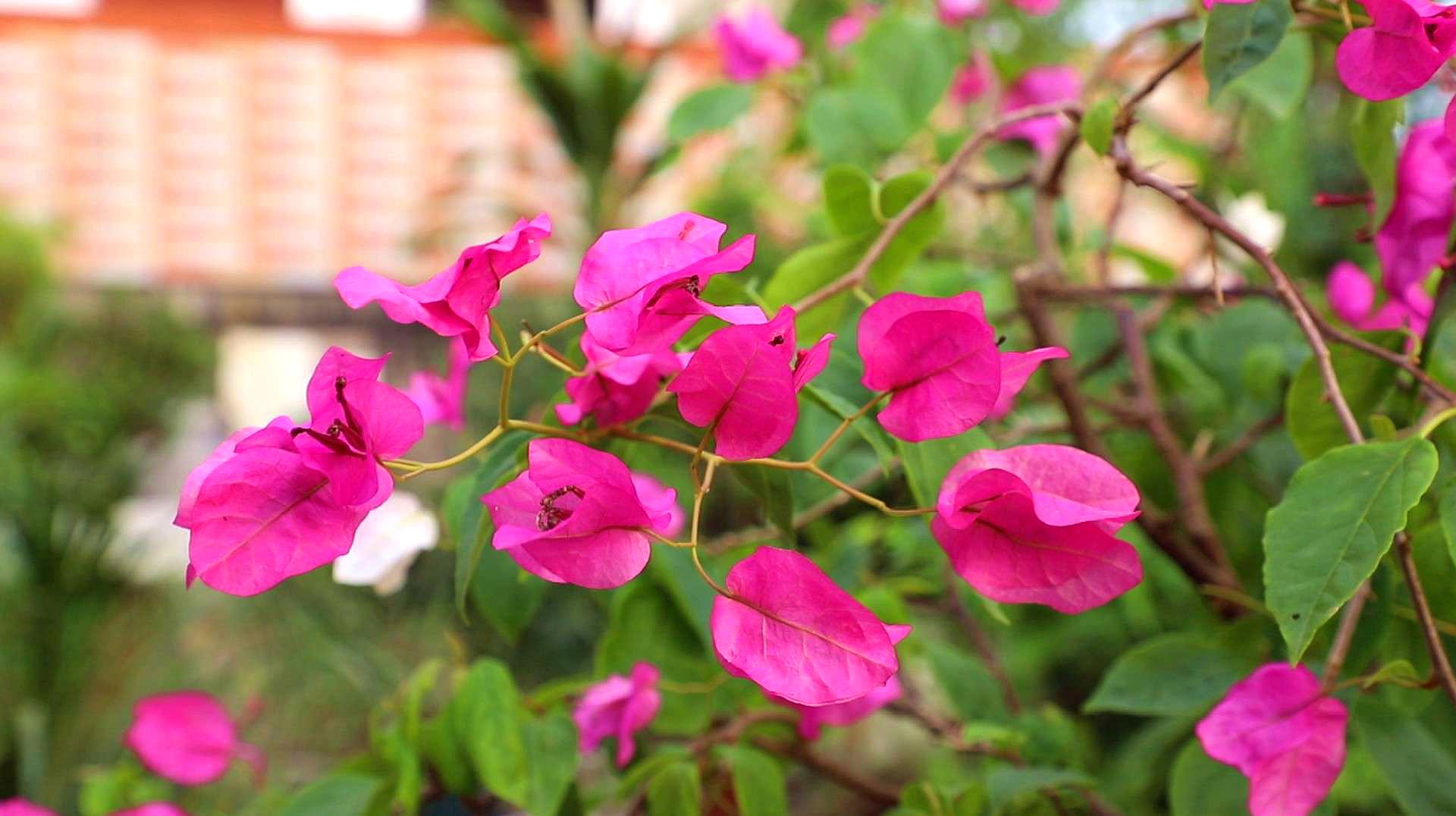 三角梅怎么养才开花好(三角梅怎么养才开花好 视频)