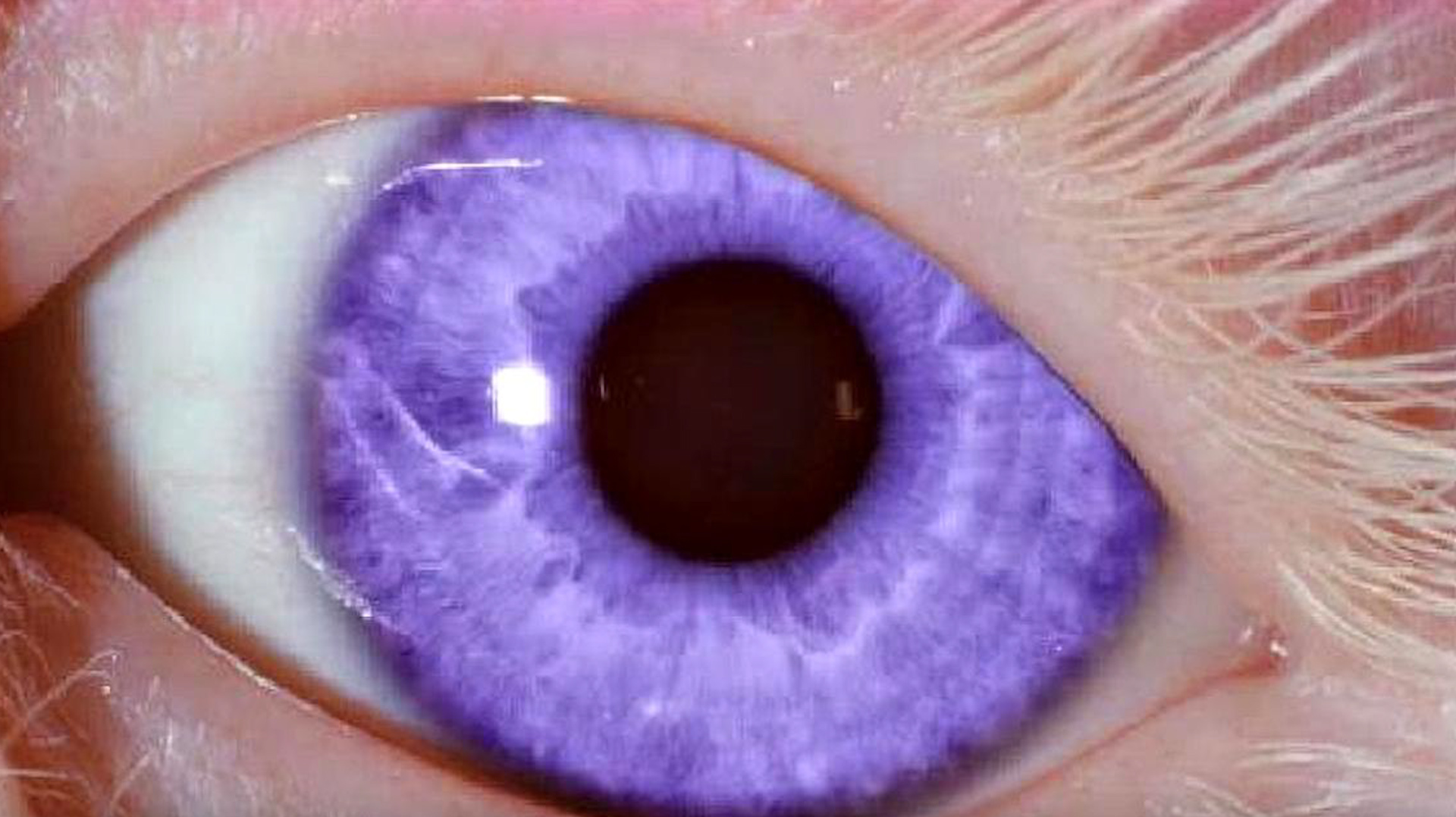 紫金色的瞳孔图片