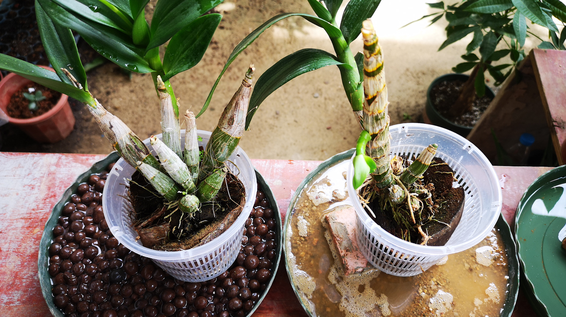 石斛兰怎么养护?