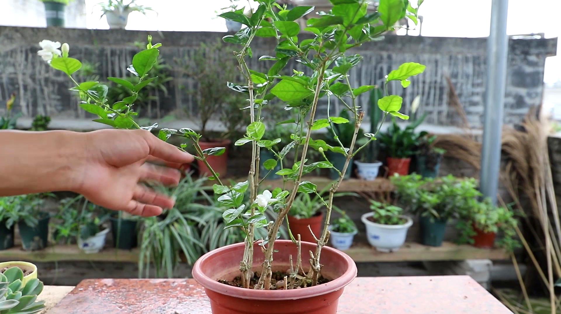 延長茉莉花花期的方法