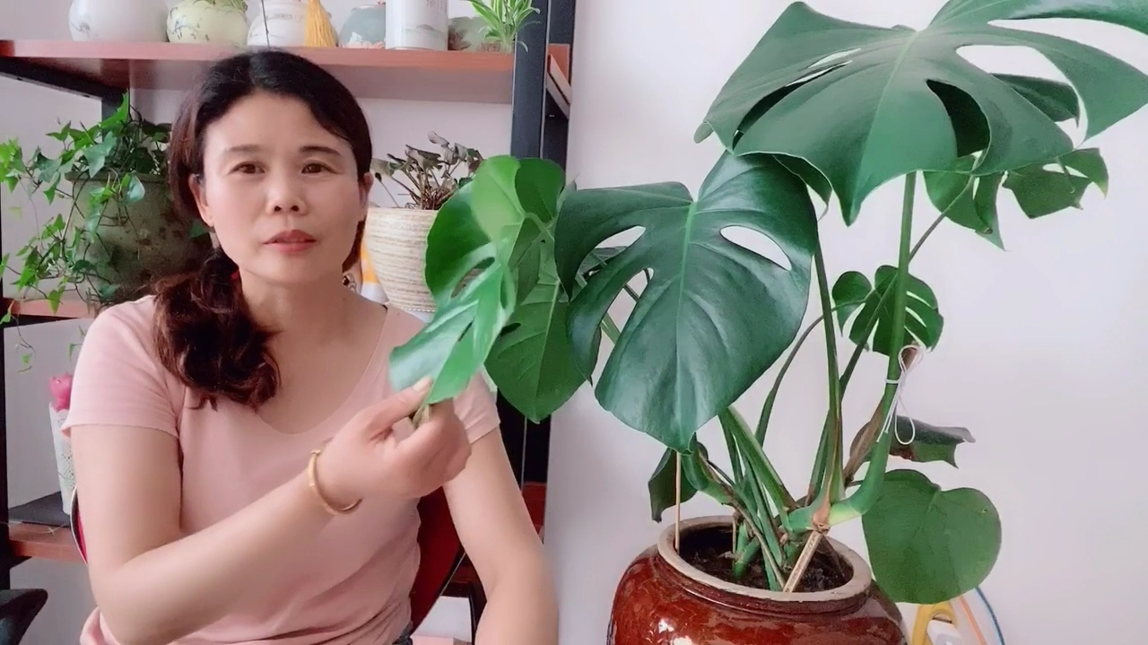 龟背竹的养植方法