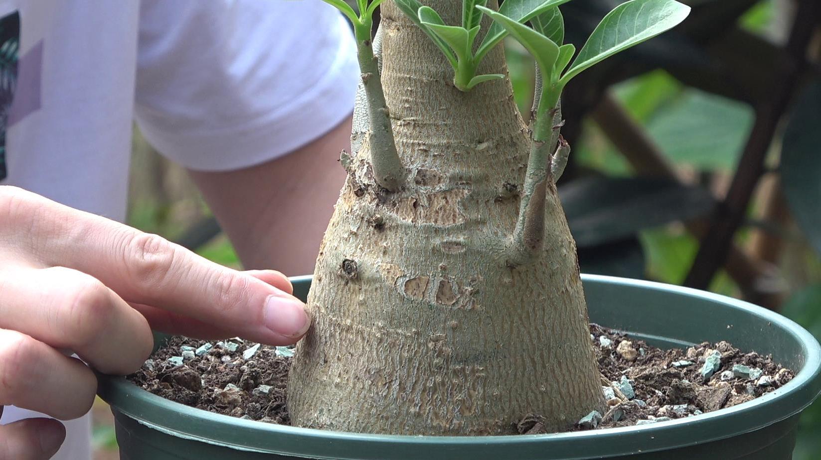 四季玫瑰花的种植方法和注意事项有哪些
