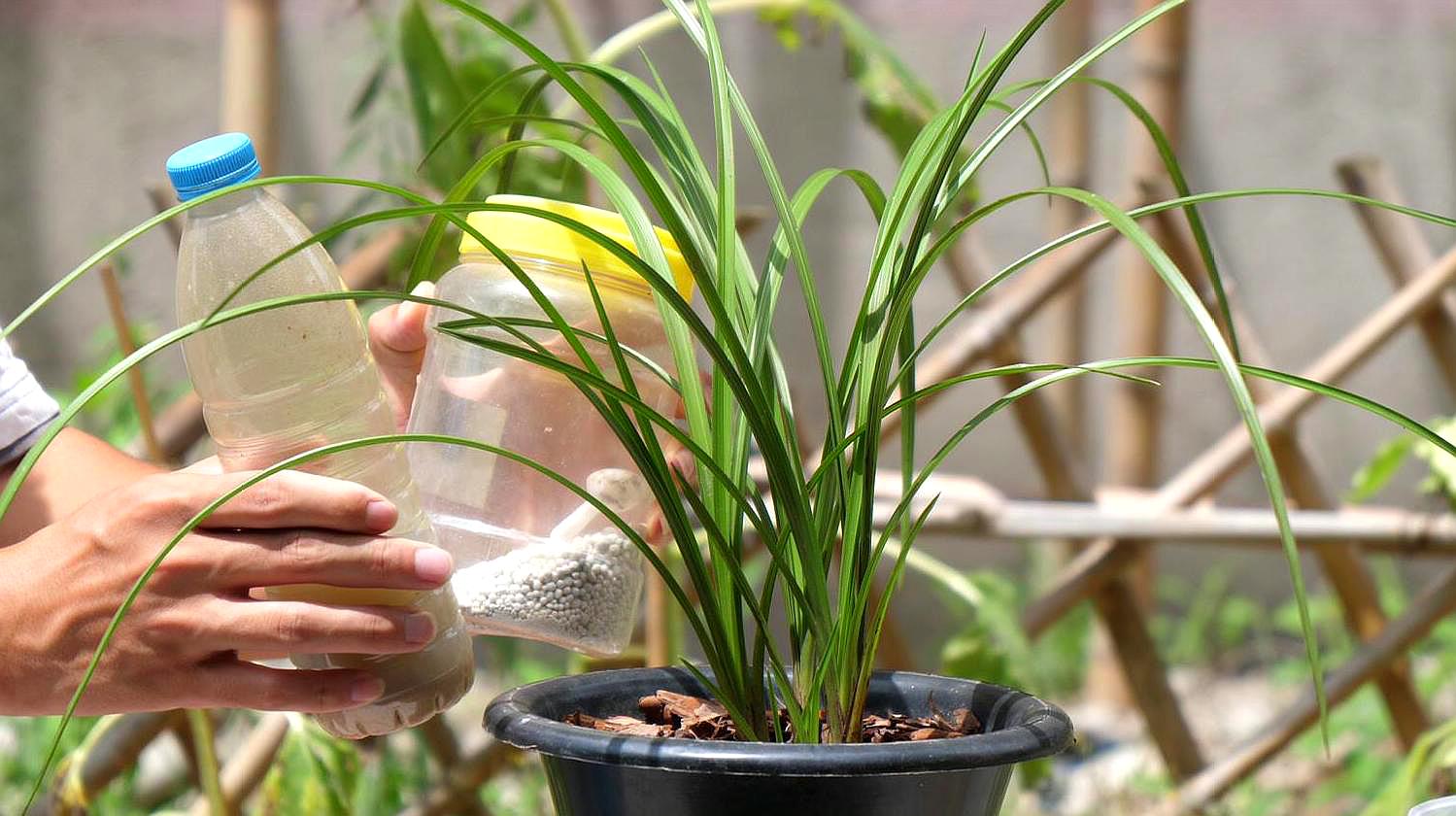 兰花种植视频(兰花种植技术视频教程)