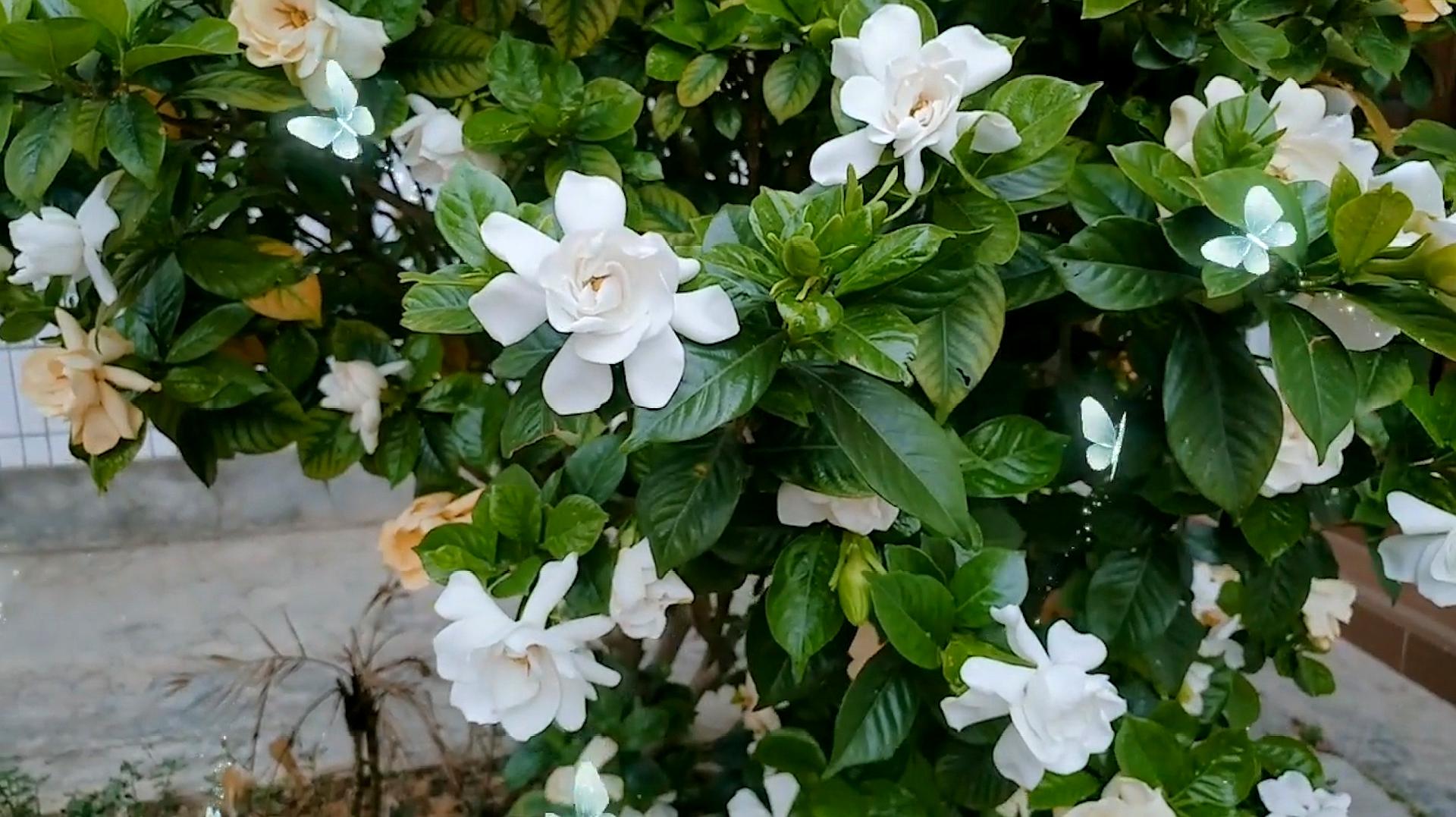 小叶栀子花花期(小叶栀子花花期多长,一年开几次)